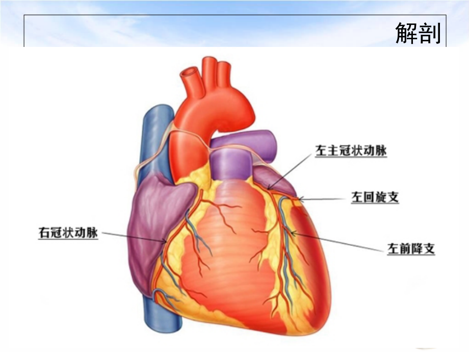 急性冠脉综合征的相关知识讲义.ppt_第2页
