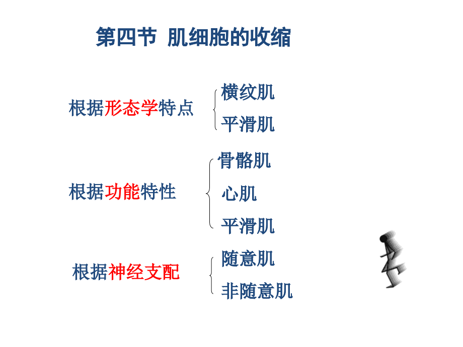 骨骼肌细胞的收缩.ppt_第1页