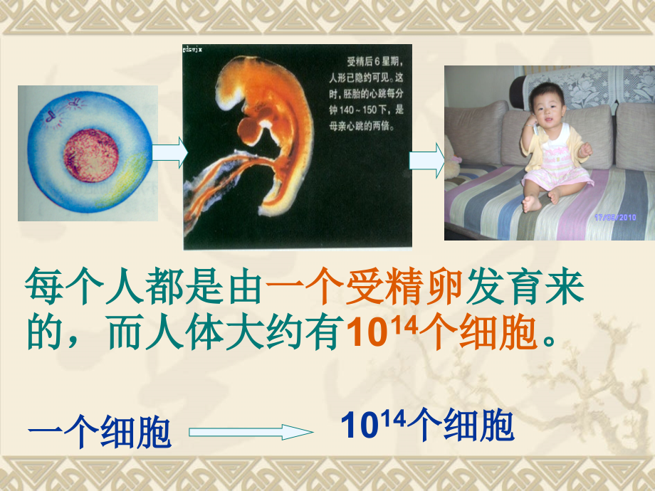 人教版高中生物必修一《细胞增殖》课件.ppt_第1页