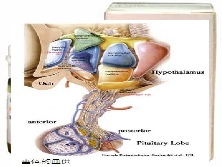 糖皮质激素类药物作用机制特点和用法主题讲座课件.ppt_第1页