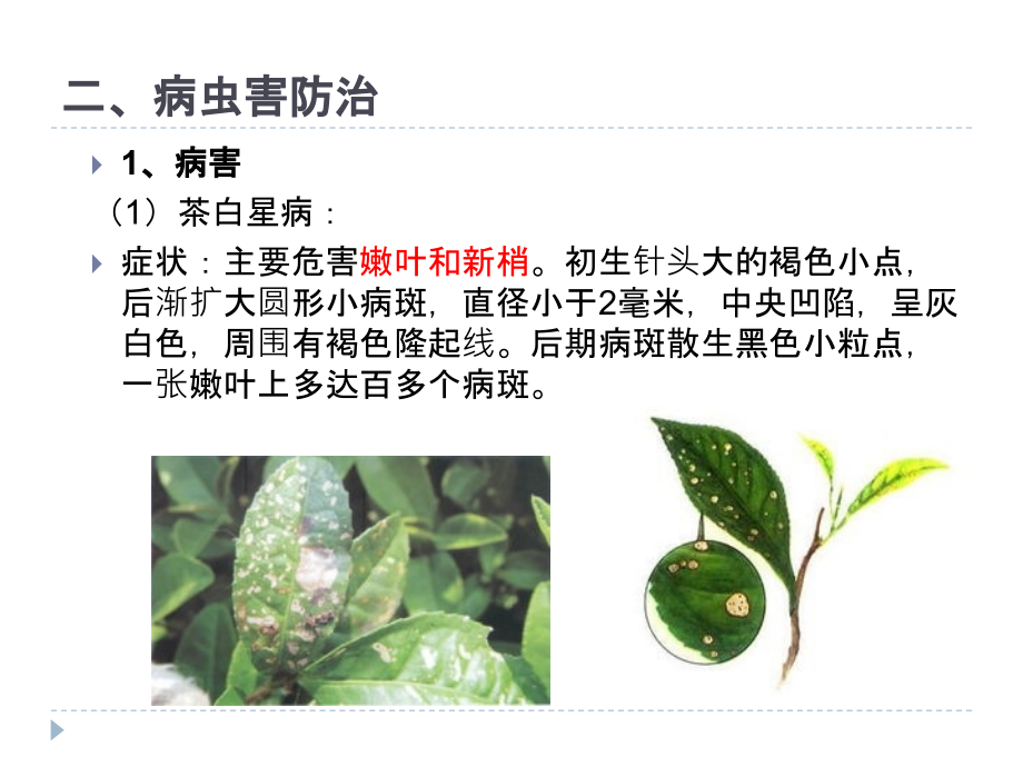 茶叶的病虫害防治主题讲座PPT.ppt_第2页