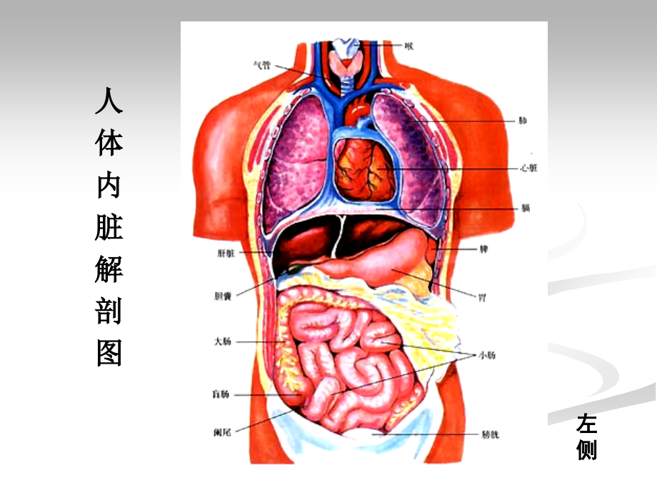 医学课件消化系统专业医学知识宣讲.ppt_第1页
