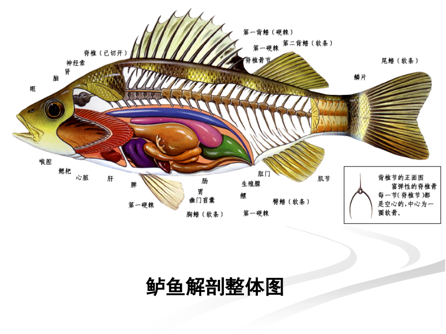 医学课件消化系统专业医学知识宣讲.ppt_第2页
