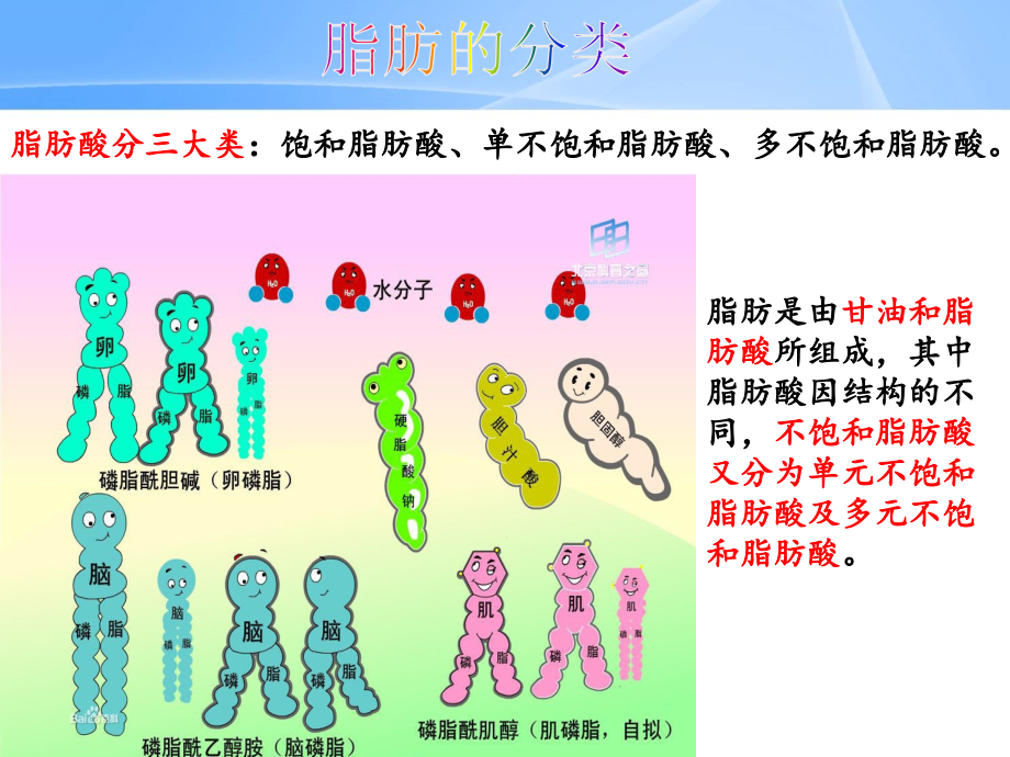 脂肪的作用讲座主题讲座课件.ppt_第2页