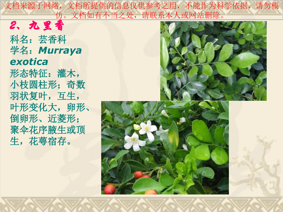 广州常见园林植物识别专业知识讲座.ppt_第2页