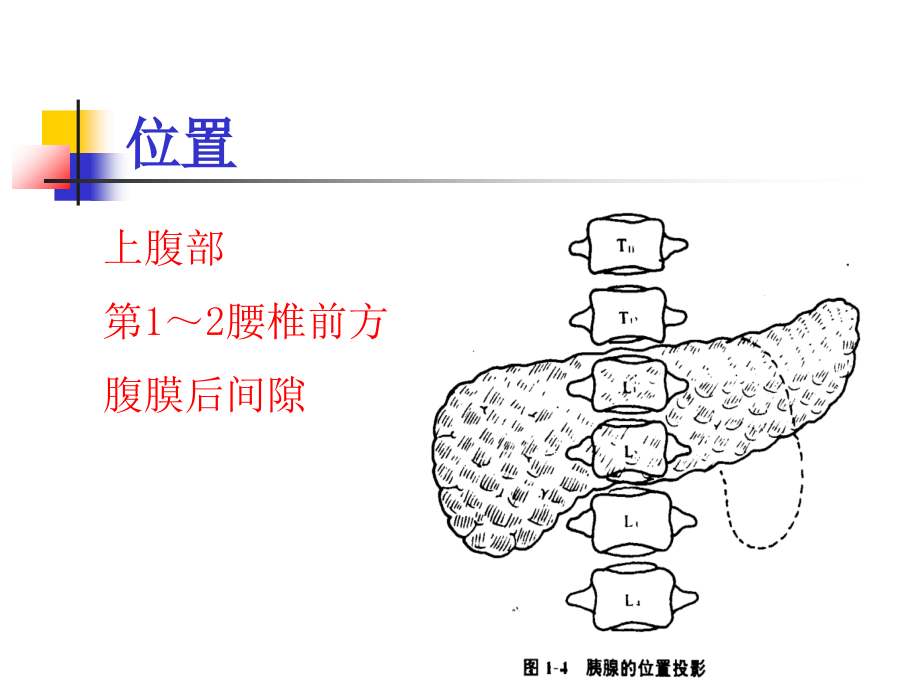 急性胰腺炎讲解讲义.ppt_第2页