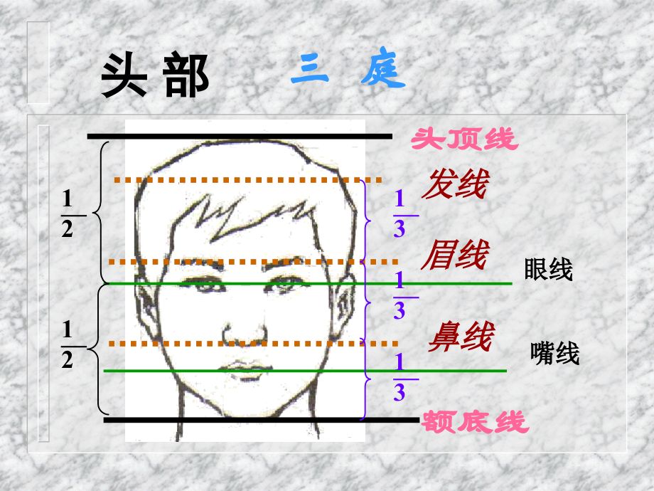 医学课件头部和人体的比例.ppt_第2页