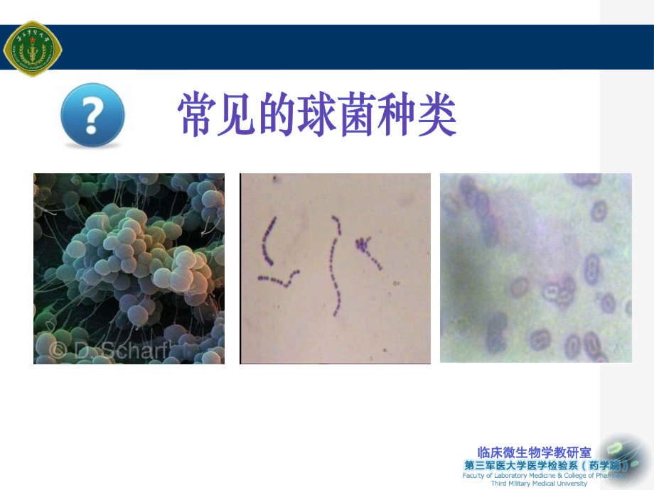 球菌的培养和鉴定实验主题讲座课件.ppt_第1页