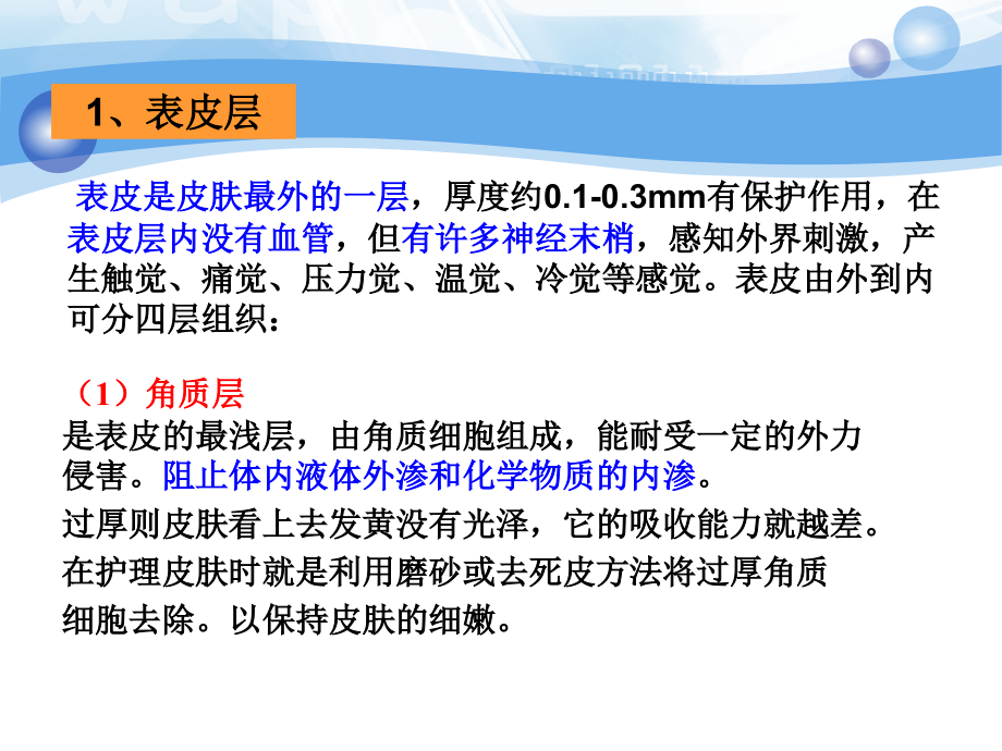 医学课件化妆品与皮肤结构生理.ppt_第2页