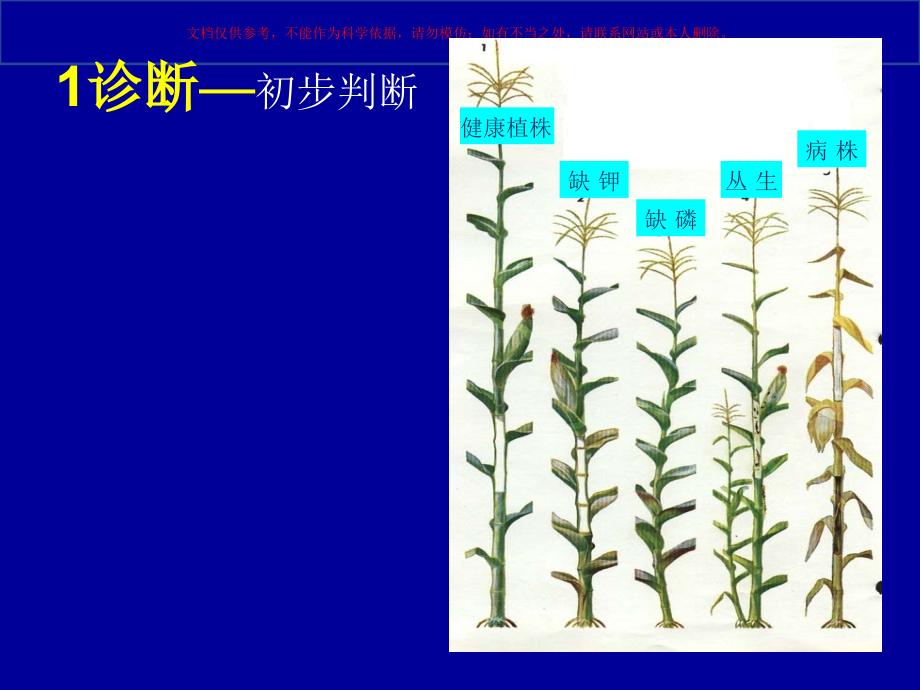 玉米主要病虫害识别课件.ppt_第1页