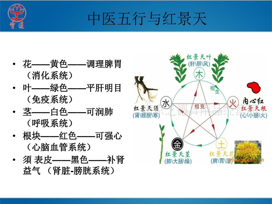中医五行和红景天PPT.ppt_第2页