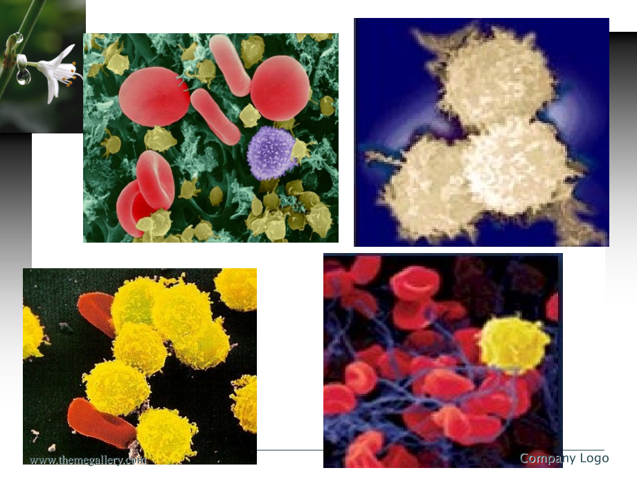 医学免疫学白细胞分化抗原和黏附分子主题讲座课件.ppt_第1页