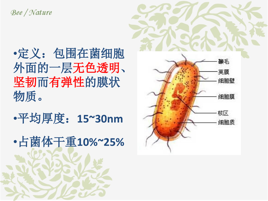 细菌细胞壁PPT.pptx_第2页