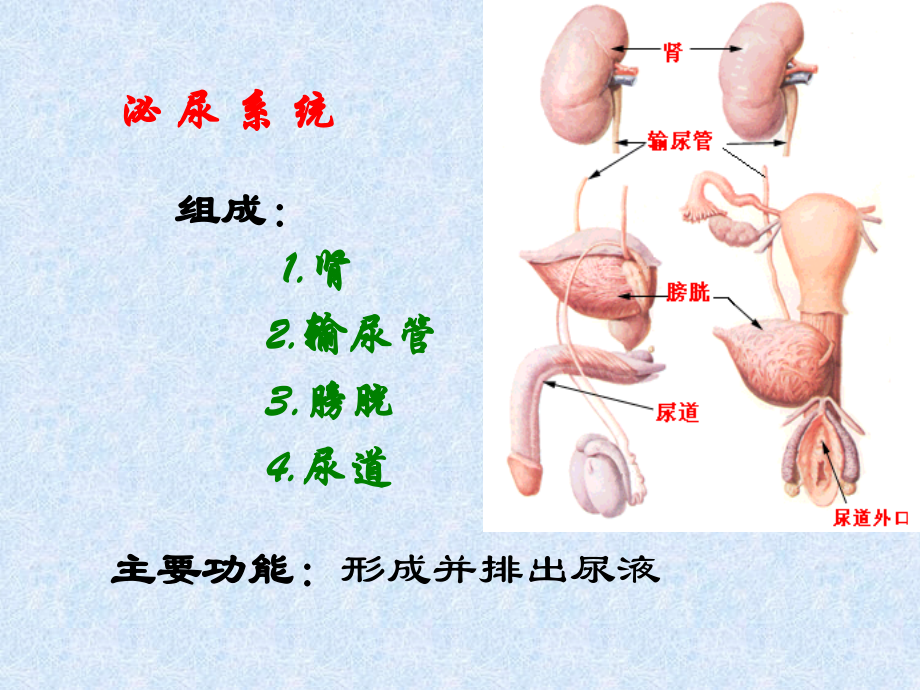 解剖泌尿系统-.ppt_第2页