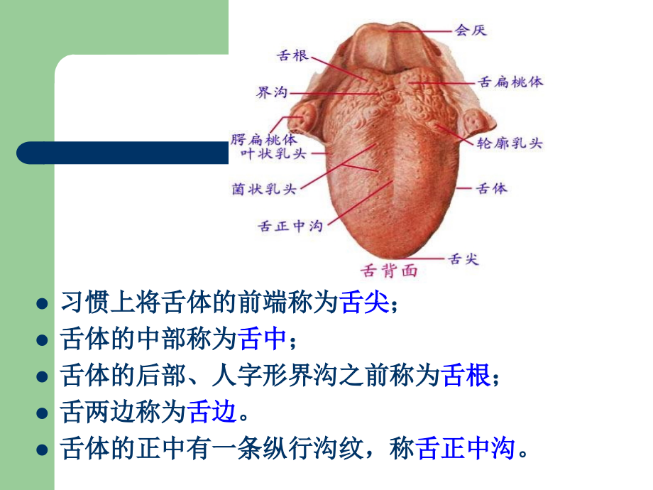 医学舌诊图片较全PPT.ppt_第2页