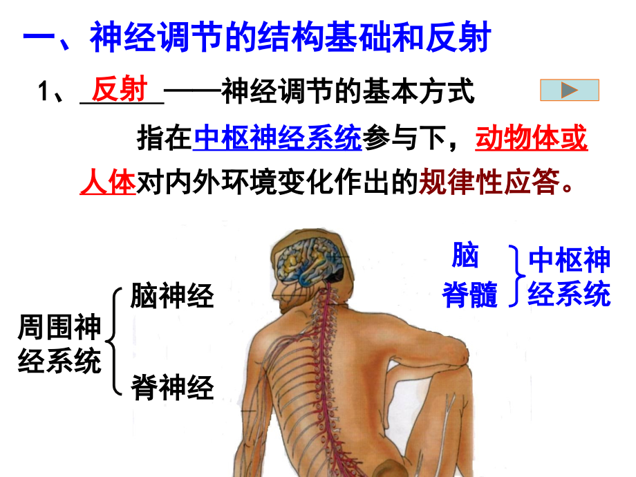 通过神经系统的调节PPT.ppt_第2页
