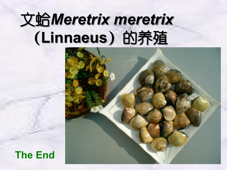 文蛤(Linnaeus)的养殖技术.ppt_第1页