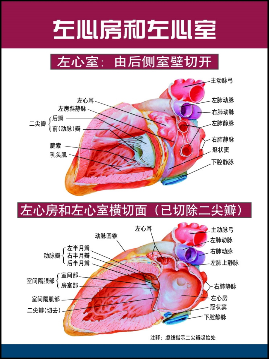 精美心脏解剖.ppt_第1页