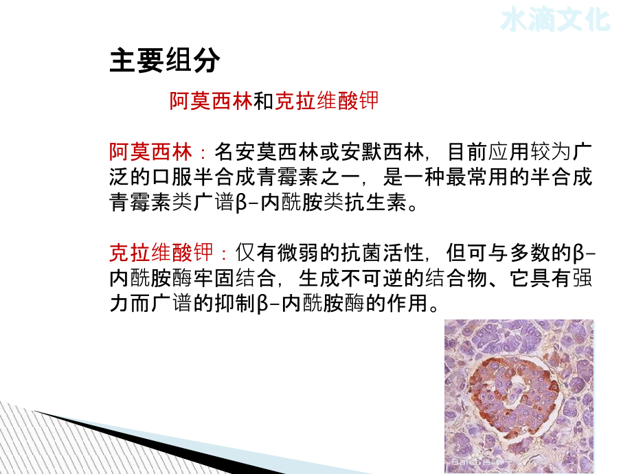 阿莫西林克拉维酸钾PPT培训课件.ppt_第2页