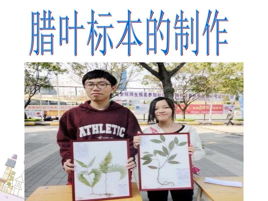 腊叶标本的制作.ppt_第1页