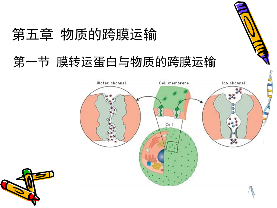 细胞生物学5.ppt_第1页