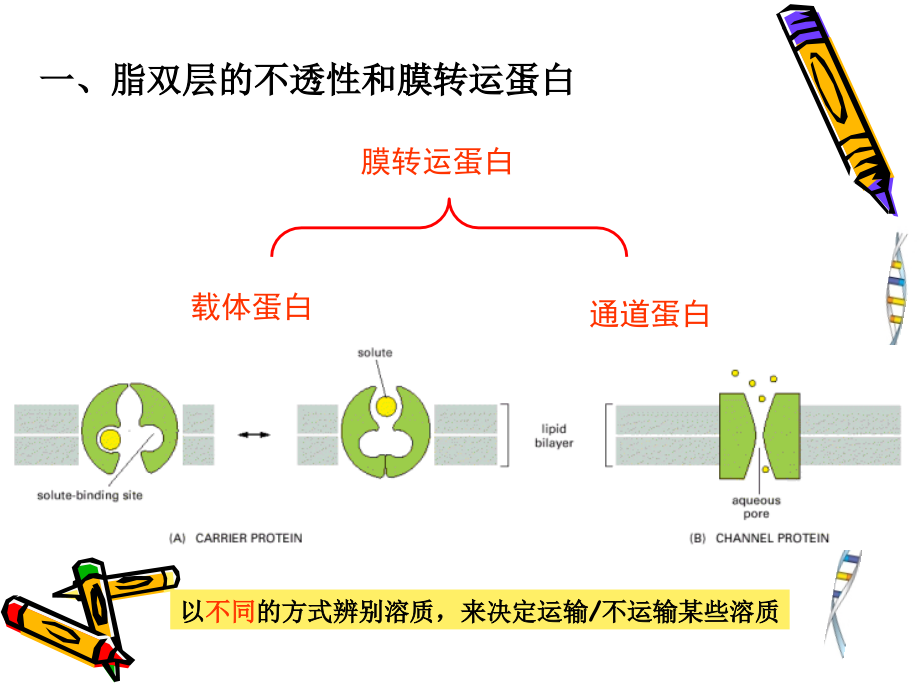 细胞生物学5.ppt_第2页