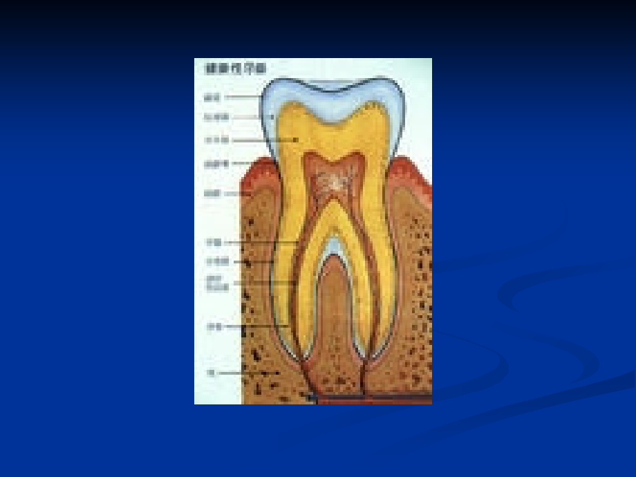 牙周组织病病人的医疗护理.ppt_第1页