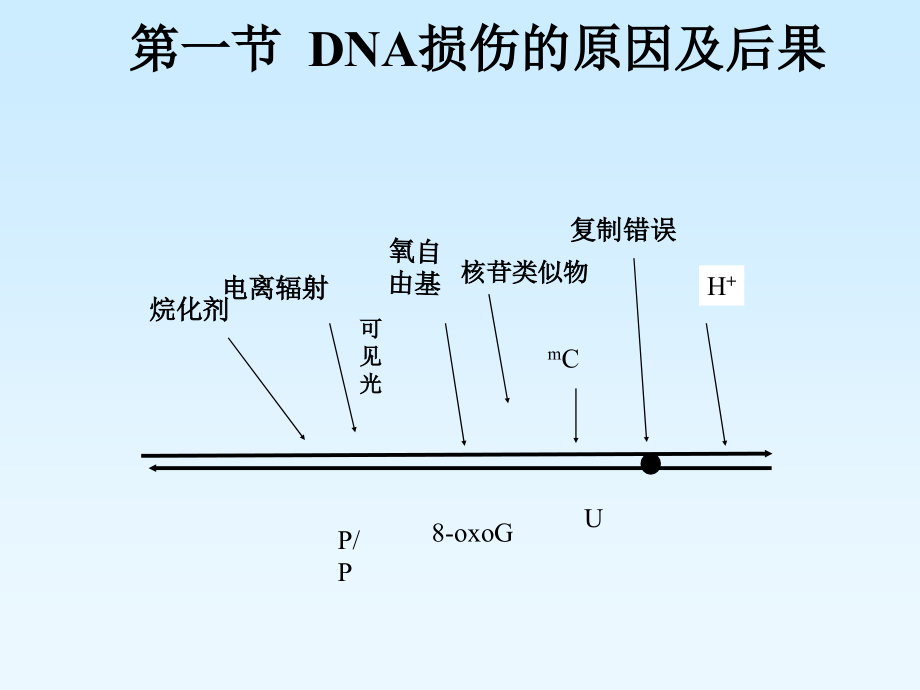 DNA损伤及其修复课件.ppt_第2页