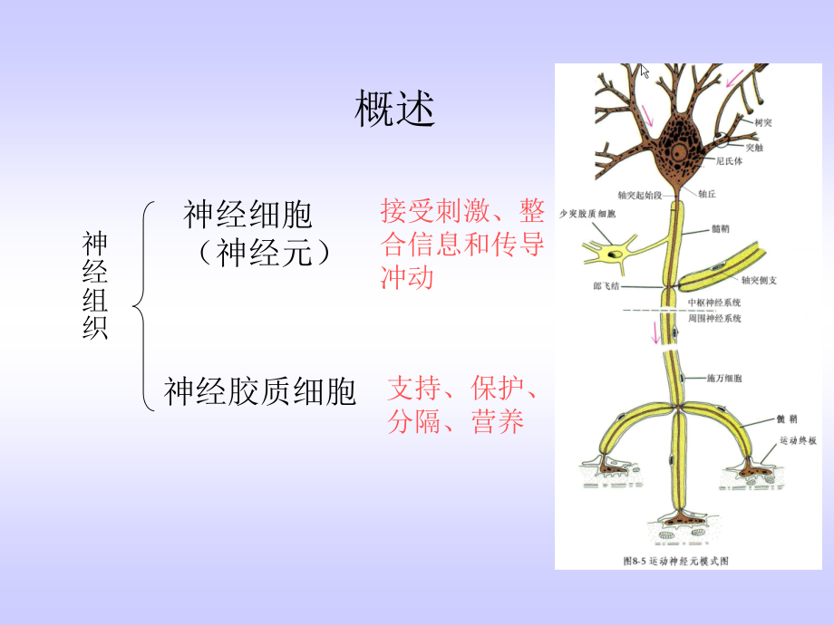 新版神经组织.ppt_第2页