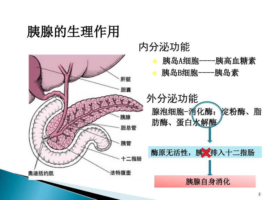 急性胰腺炎病例分析-.pptx_第2页