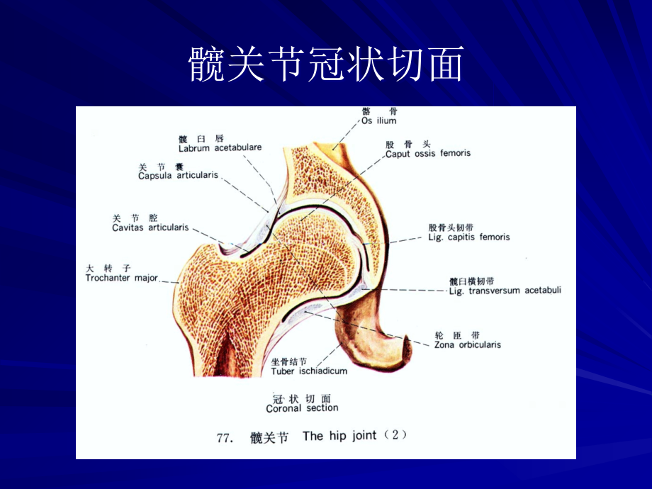 髋关节运动学-.ppt_第2页