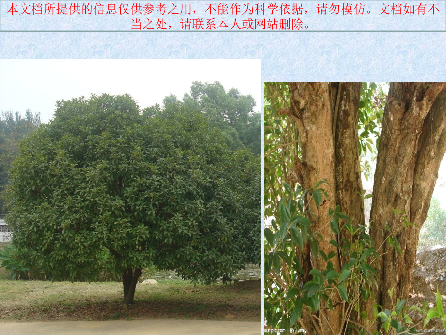 写植物作文指导建议建议桂花树专业知识讲座.ppt_第1页