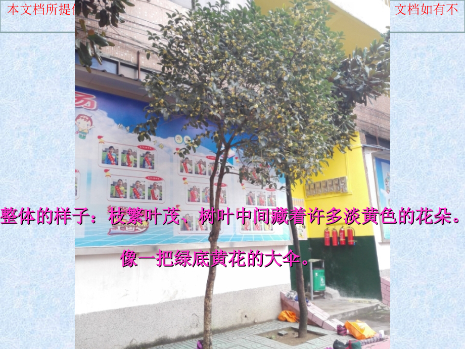 写植物作文指导建议建议桂花树专业知识讲座.ppt_第2页