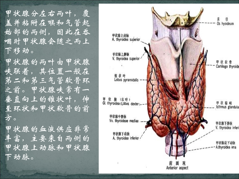 单纯性甲状腺肿-.ppt_第2页