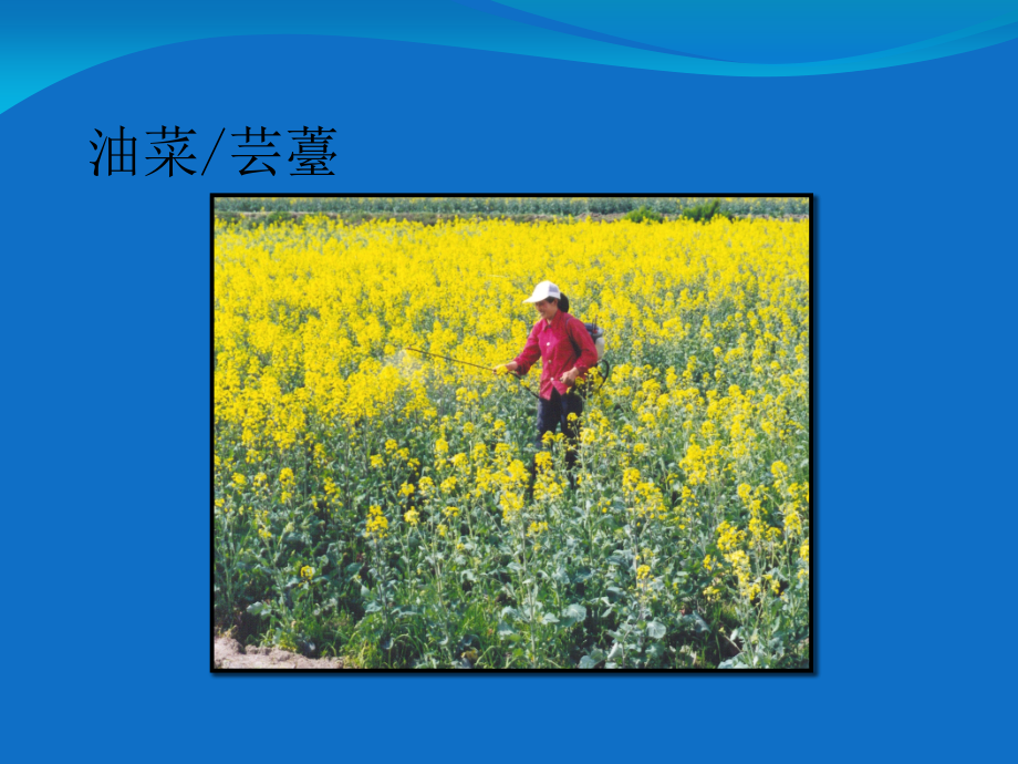植物学分类被子植物课件.ppt_第2页