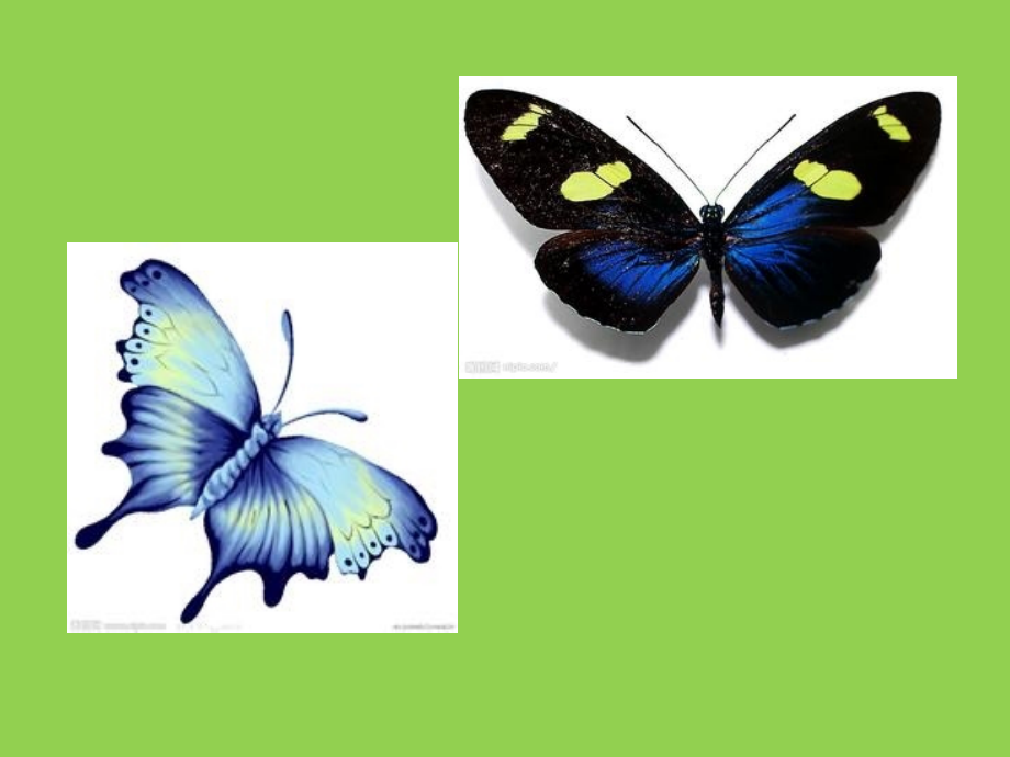 蝴蝶飞呀飞.pptx_第2页