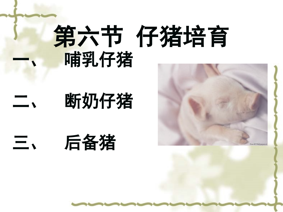 第七节-仔猪培育.ppt_第1页