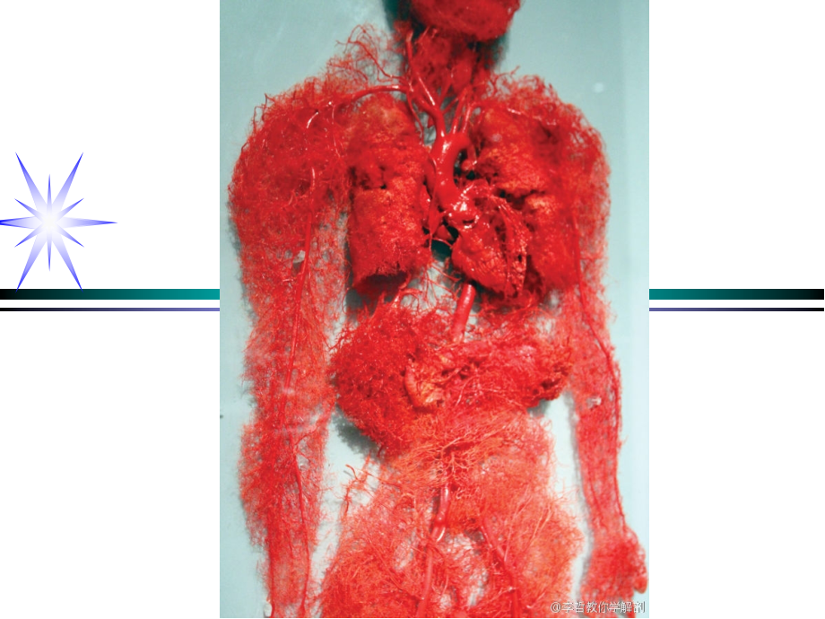 动脉静脉淋巴.ppt_第1页