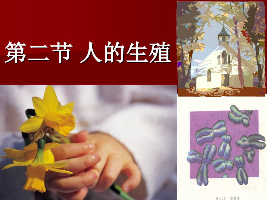 人教版初中生物七年级下册《人的生殖》课件.ppt_第1页