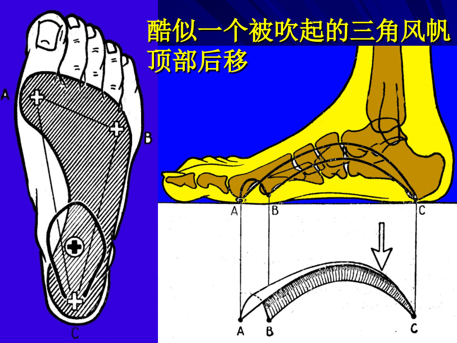 足弓的运动生理学PPT.ppt_第2页