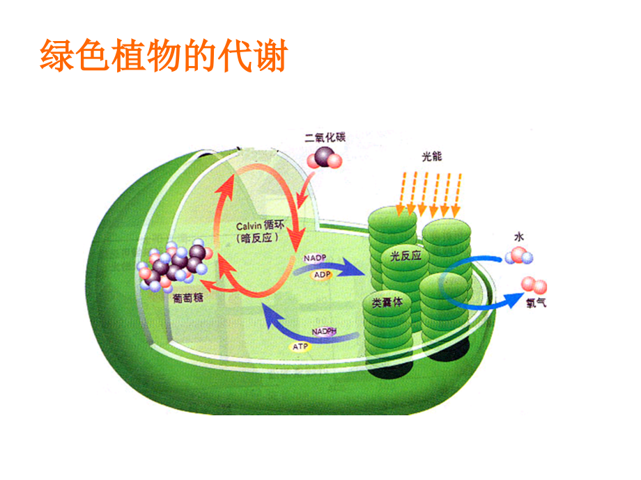 总复习——光合作用.ppt_第1页