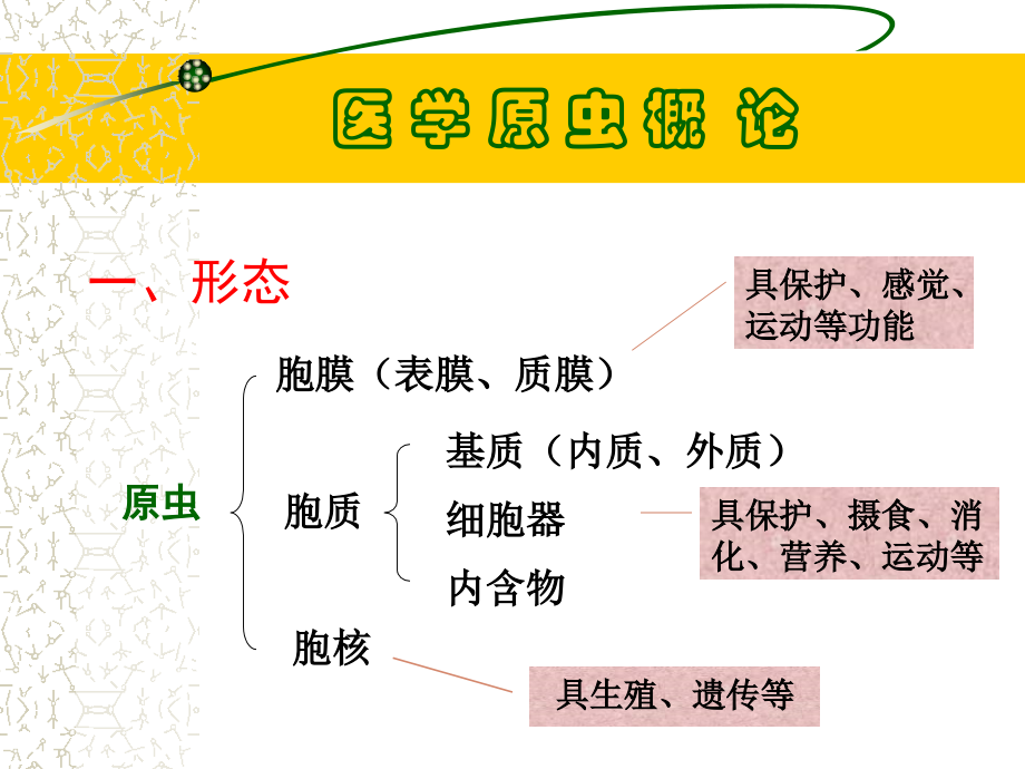 第九部分原虫.ppt_第2页