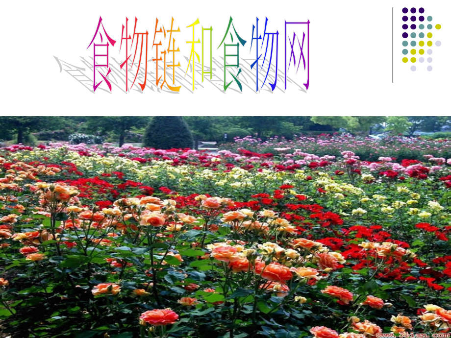 小学五年级科学食物链和食物网全省一等奖公开课PPT.ppt_第1页