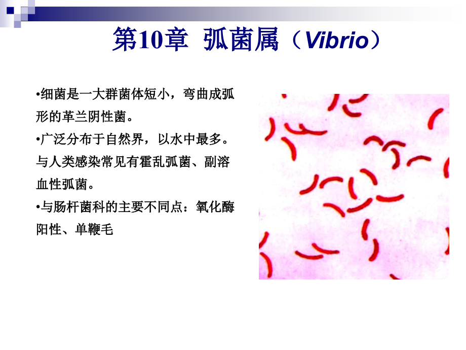 弧菌属螺杆菌属-.ppt_第1页