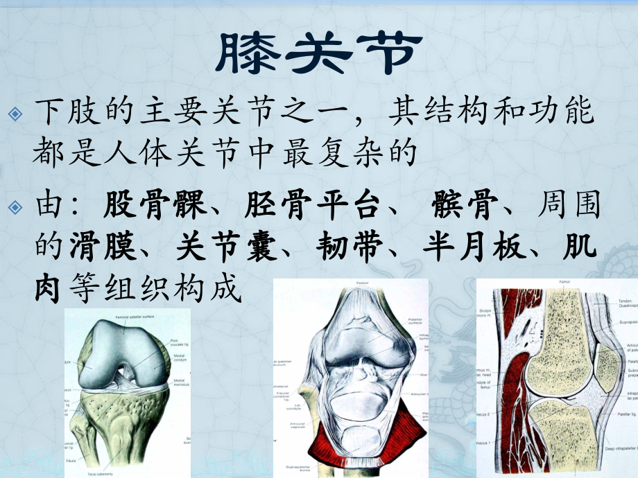 膝关节解剖课件.pptx_第2页