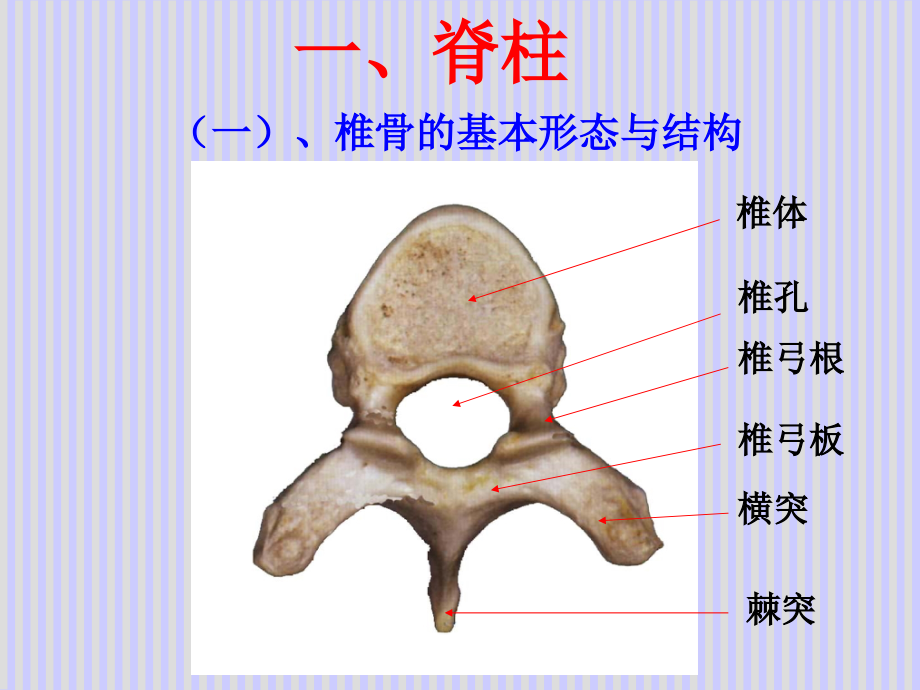 脊柱解剖图专业知识讲座主题讲座课件.ppt_第2页