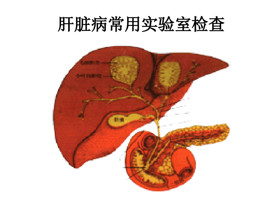 肝脏疾病实验室检查项目详解课件.ppt_第1页