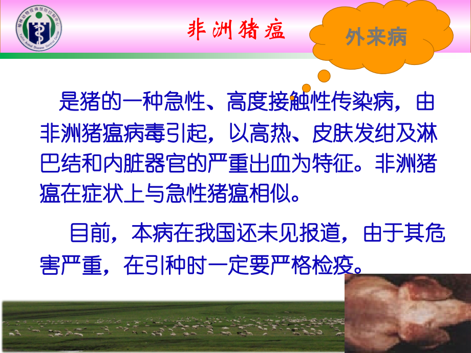 非洲猪瘟流行病学.ppt_第2页