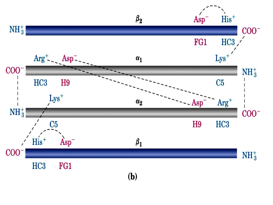 人教版教学生物选修1之蛋白质的提取和分离.ppt_第1页