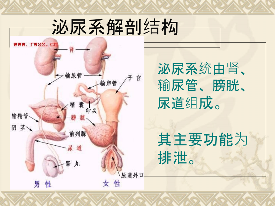 医学课件泌尿系结石的饮食宣教.ppt_第1页